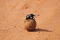 A Flightless Dung Beetle Royalty Free Stock Photo