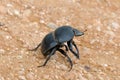 Flightless Dung Beetle in the Addo Elephant National Park Royalty Free Stock Photo