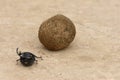 Flightless Dung Beetle, Addo Elephant National Park Royalty Free Stock Photo