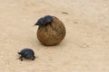 Flightless Dung Beetle, Addo Elephant National Park Royalty Free Stock Photo