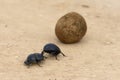 Flightless Dung Beetle, Addo Elephant National Park Royalty Free Stock Photo