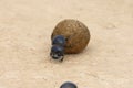 Flightless Dung Beetle, Addo Elephant National Park Royalty Free Stock Photo