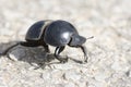 Flightless Dung Beetle, Addo Elephant National Park Royalty Free Stock Photo