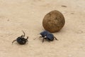 Flightless Dung Beetle, Addo Elephant National Park