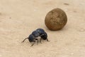 Flightless Dung Beetle, Addo Elephant National Park Royalty Free Stock Photo