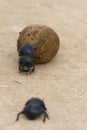 Flightless Dung Beetle, Addo Elephant National Park Royalty Free Stock Photo