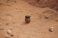 A flightless dung beetle on a dung ball. Addo National Park, South Africa.