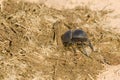 Flightless dung beetle burrowing into some fresh African elephant dung Royalty Free Stock Photo