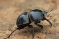 Flightless Dung Beetle Royalty Free Stock Photo