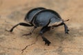 Flightless Dung Beetle Royalty Free Stock Photo