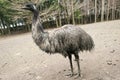 Flightless emu bird Royalty Free Stock Photo