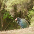 Flightless NZ bird Takahe Porphyrio hochstetteri Royalty Free Stock Photo