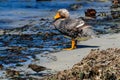 Flightless Steamer Ducks on Carcass Island