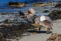 Flightless Steamer Ducks on Carcass Island