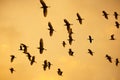 Flights of herons in the sky after sunset Royalty Free Stock Photo