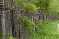 Flimsy rustic wicker fence alongside the rural road Royalty Free Stock Photo