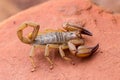 Flinder`s Ranges Scorpion Royalty Free Stock Photo