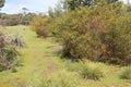 flinders chase natinal park in kangaroo island (australia)