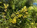 Flinders Range Wattle flower Willow-leaved Wattle growing in A