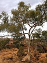 Flinders Ranges Hiking Rocky Eucalypt View