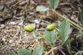 Flinders rose Capparis spinosa, caper bush - edible flower buds capers used as a seasoning Royalty Free Stock Photo