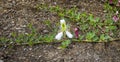Flinders rose Capparis spinosa, caper bush - edible flower buds capers used as a seasoning