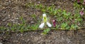 Flinders rose Capparis spinosa, caper bush - edible flower buds capers used as a seasoning Royalty Free Stock Photo