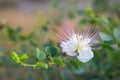 Flinders rose Capparis spinosa flower