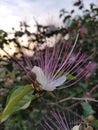 Flinders rose (Capparis spinosa) flower on a blurred background.