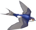 Fling little swallow in the sky Royalty Free Stock Photo