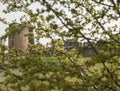 The Flint Castle, North Walses, the green branches. Royalty Free Stock Photo