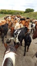 Flint Hills Cattle Drive Royalty Free Stock Photo