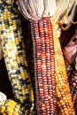 Flint or Indian Corn Royalty Free Stock Photo