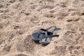 Flip flops on beach sand / Slippers on sandy beach vacation time, summer holiday background. Royalty Free Stock Photo