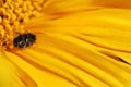 A flipped ladybug on it`s back covered in pollen on a sunflower Royalty Free Stock Photo