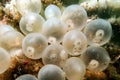 Eggs of Flamboyant Cuttlefish