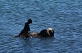 Flipper Sticking Up and Out from a Sea Otter