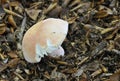 Flirt fungus - Russula vesca Royalty Free Stock Photo
