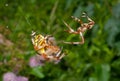 Flirtation of spiders 11 Royalty Free Stock Photo