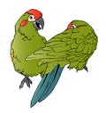 Flirting Parrots Royalty Free Stock Photo