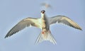 Flit Tern. Royalty Free Stock Photo