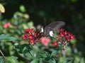 Flittering Black and White Butterfly in a Garden