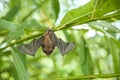 Little bat on man`s hand