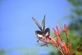 Flitting Giant Swallowtail Butterfly on a Plant