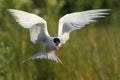 Flitting Tern. Royalty Free Stock Photo