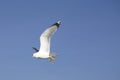 Fliying seagull clear sky