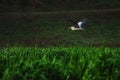 Fliying Stork on the lake Royalty Free Stock Photo