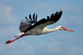 Flying arrow. White Stork in flight. Danube Delta, landmark attraction in Romania