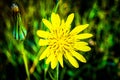 Yellow flower, summer in full sun in the clearing in the Bac?u Plateau forest, Romania. Royalty Free Stock Photo