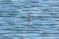 Float for catching fish on the surface of water Royalty Free Stock Photo